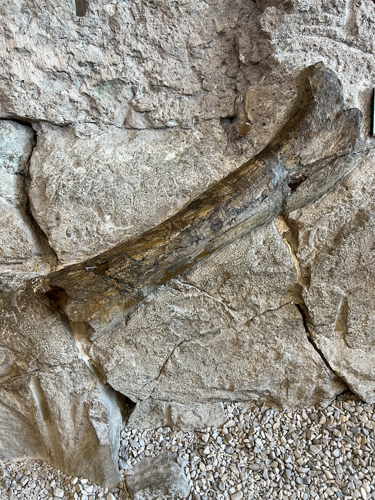 Dinosaur Fossils